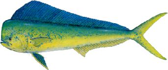 dolphin.jpg