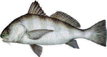 black drum