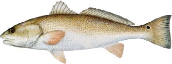 red drum (red fish)