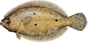flougulf.jpg