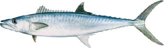 king mackeral