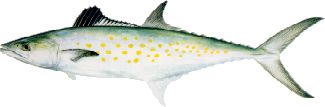 spanish mackeral