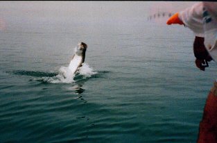 tarpon