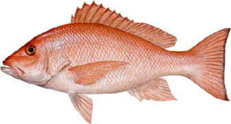 red snapper