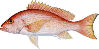 silk snapper