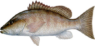 gray snapper