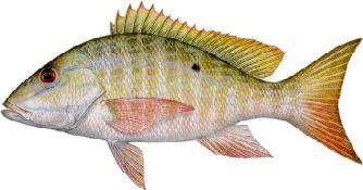 mutton snapper