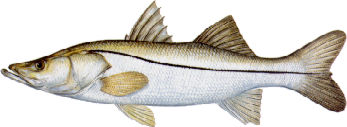 snook